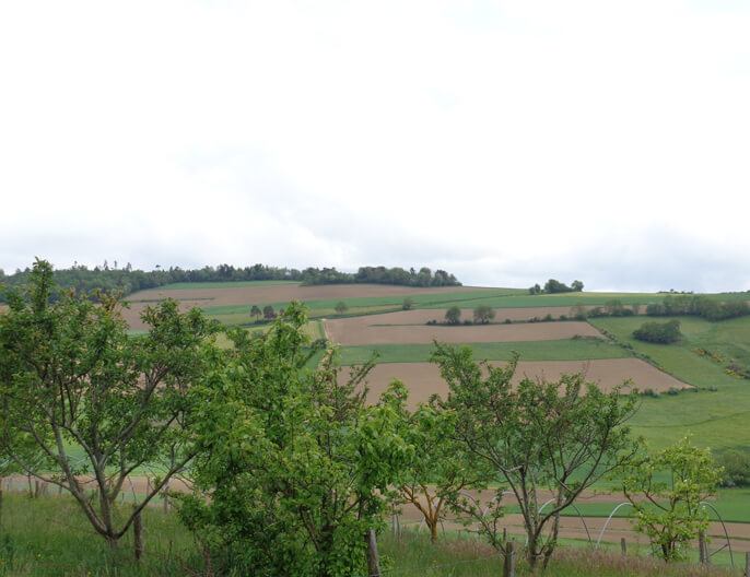 Champ de pommiers coopÃ©rative ETIC MONTS BIO Monts du Lyonnais - PurÃ©e de pommes